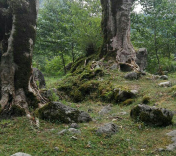 عمق دفینه درخت کنار