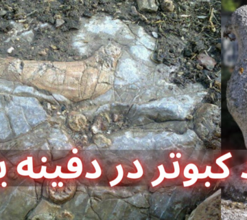 نماد پرنده در دفینه یابی