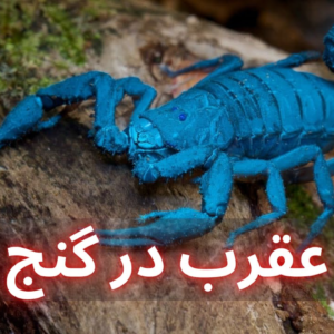 نماد عقرب در گنج یابی