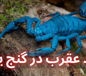 نماد عقرب در گنج یابی