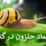 نماد حلزون در گنج یابی